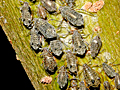 Tuberolachnus salignus